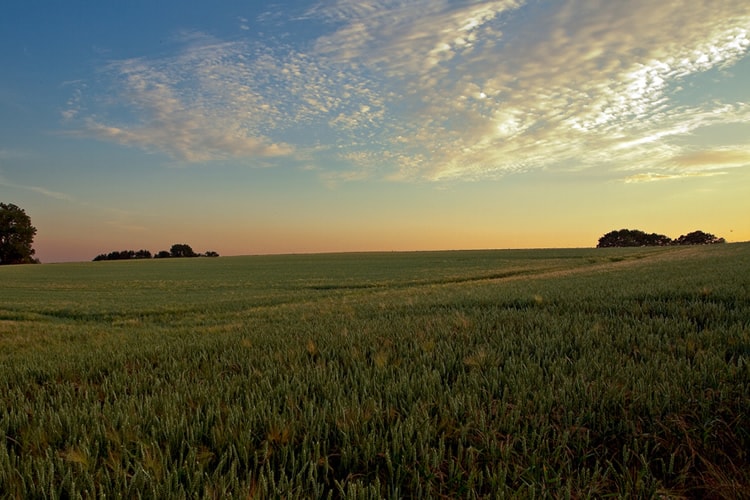 Landscape by Frank Schmidt