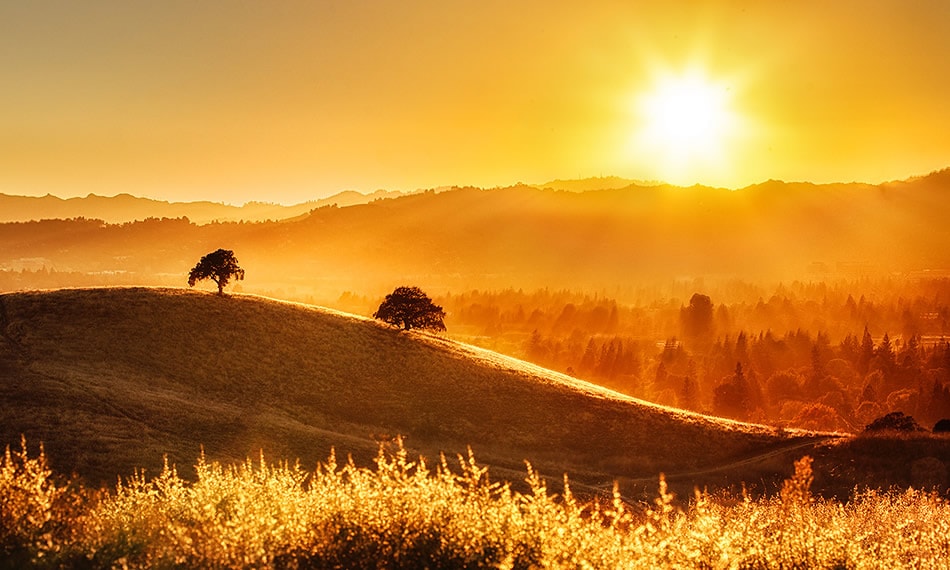 Golden California Live Oaks Silhouette