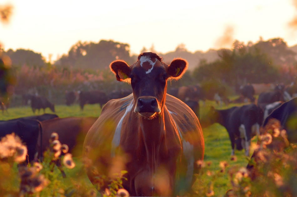 Sunset behind Cow