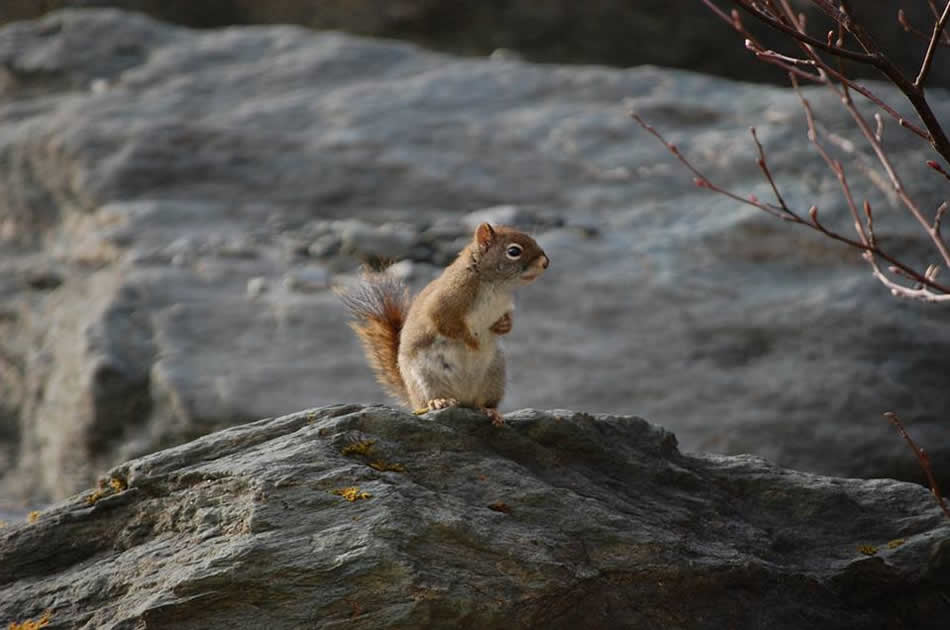 Squirrel - Alaska