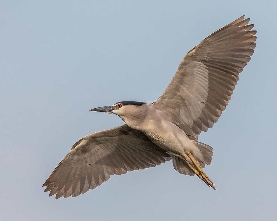 Black-crowned Night Heron