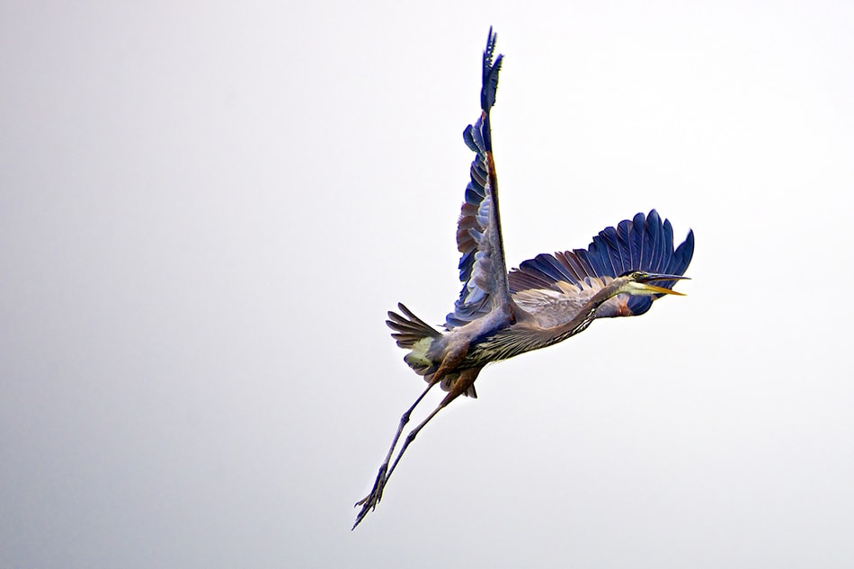 40 Wonderful Photos of Birds in Flight | Contrastly