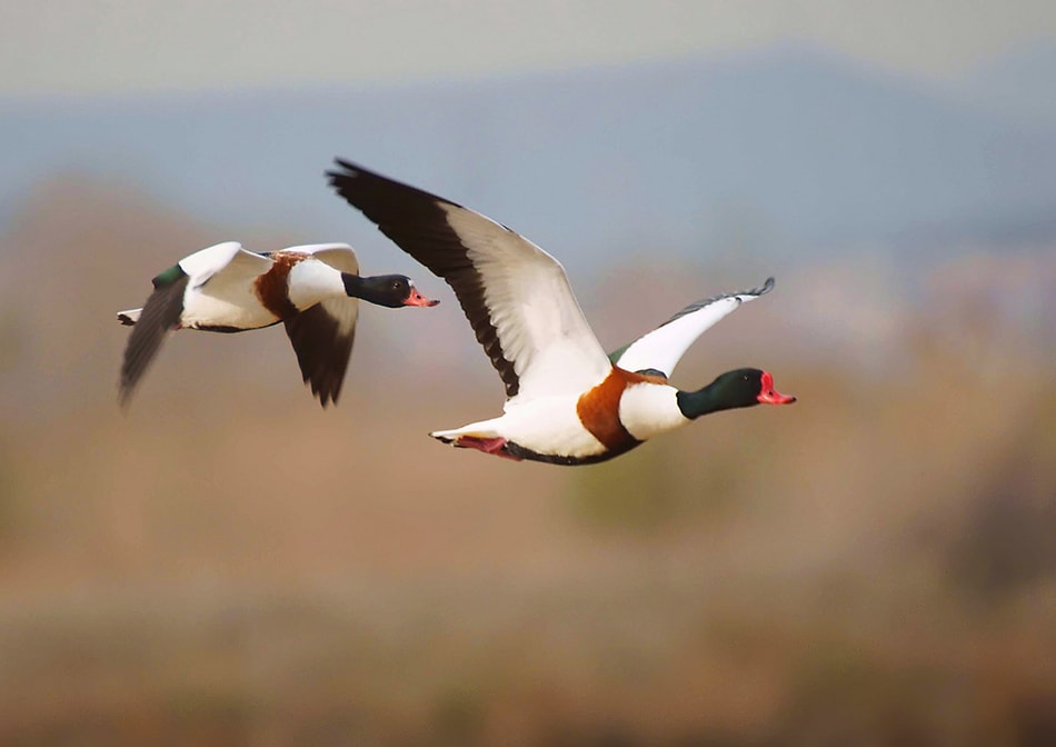 Common Shelduck in Flight