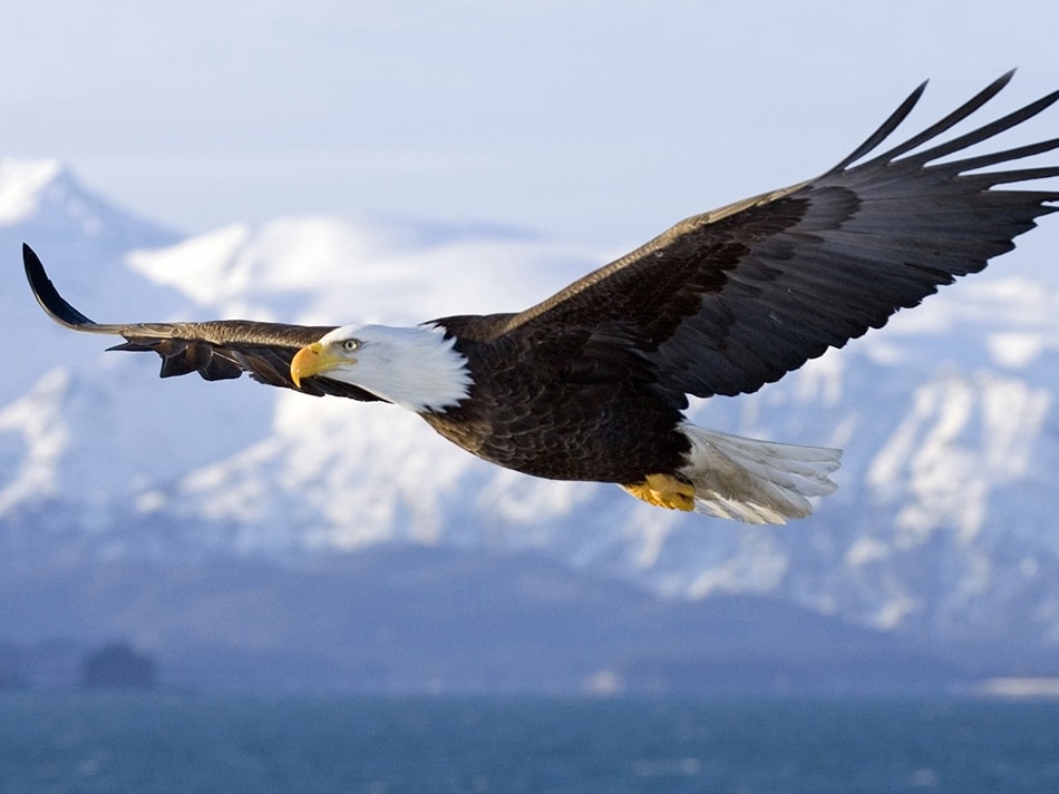 Bald Eagle in Mid-Air Flight