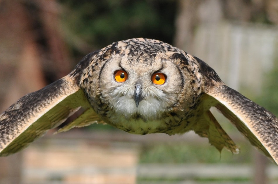 Owl in Flight