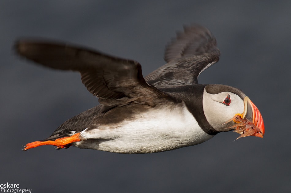 Puffin - Fratercula Arctica