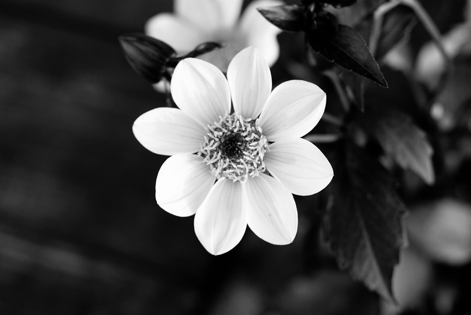 Flower in black and white