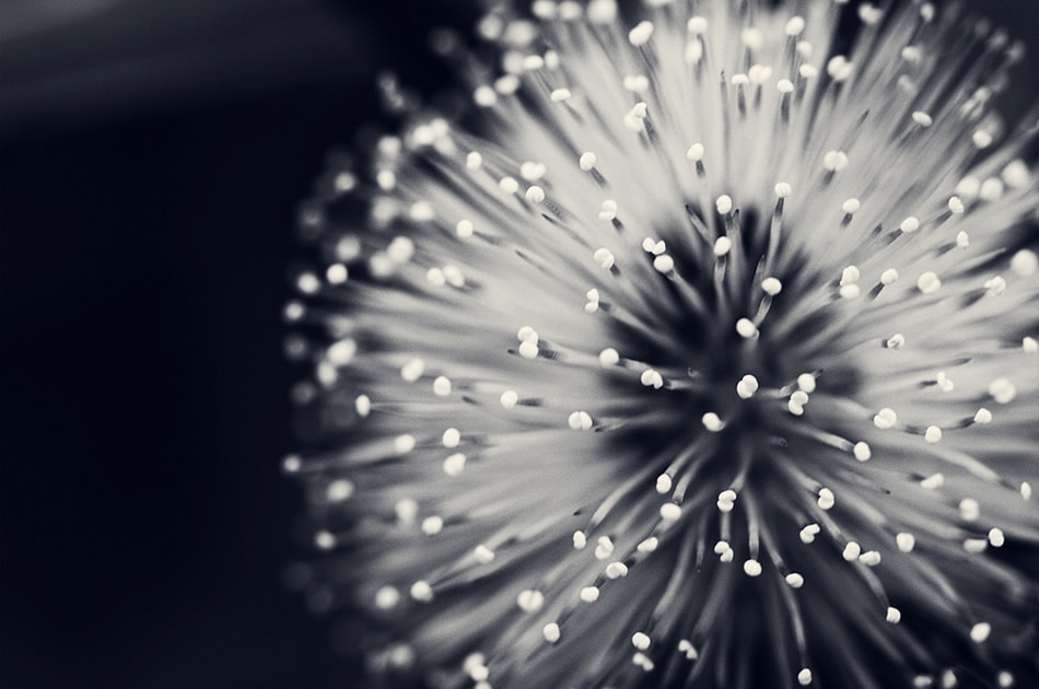 Black & White Flower Pattern