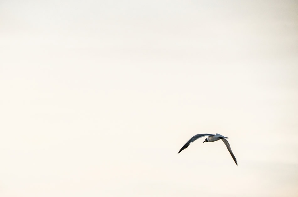 Bird in Flight