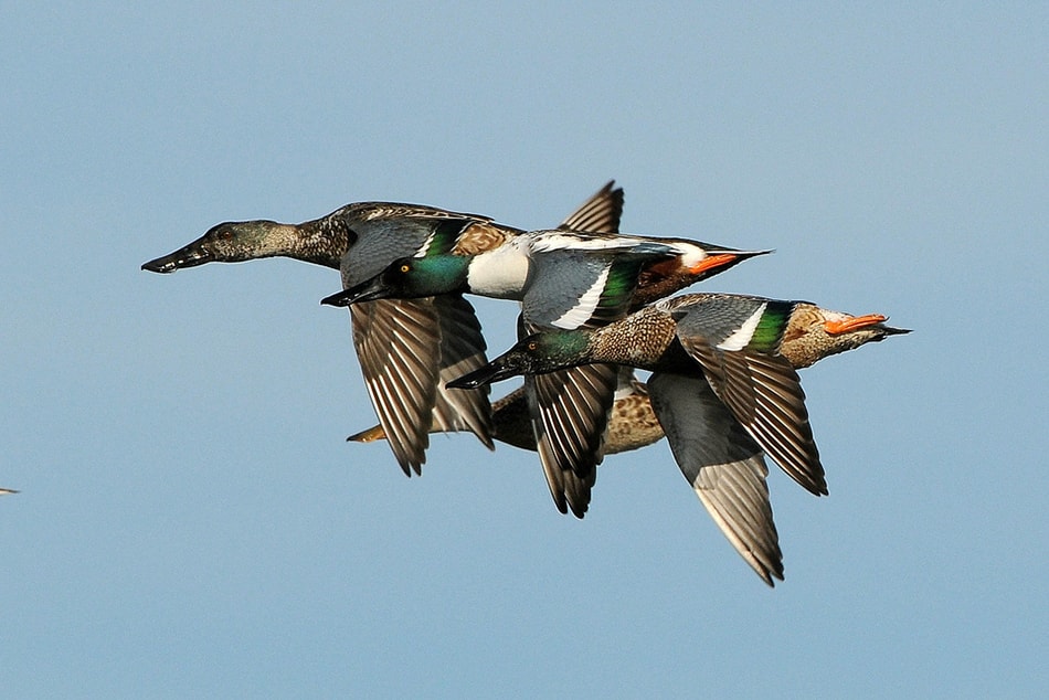 Northern Shovelers In Flight