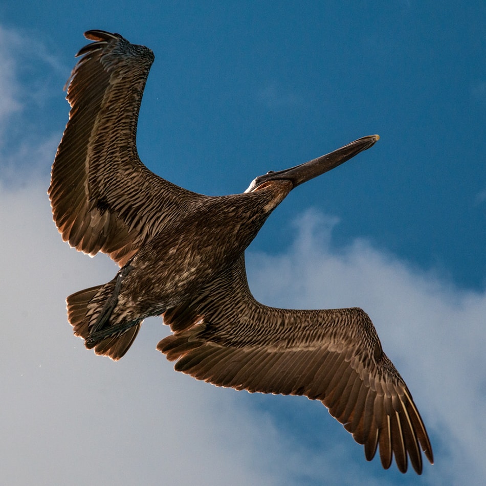 Brown Pelican Overhead