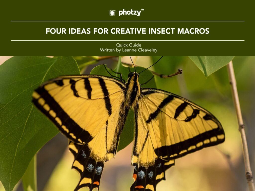 3 Guides on the Tiny World of Macro Insect Photography | Contrastly