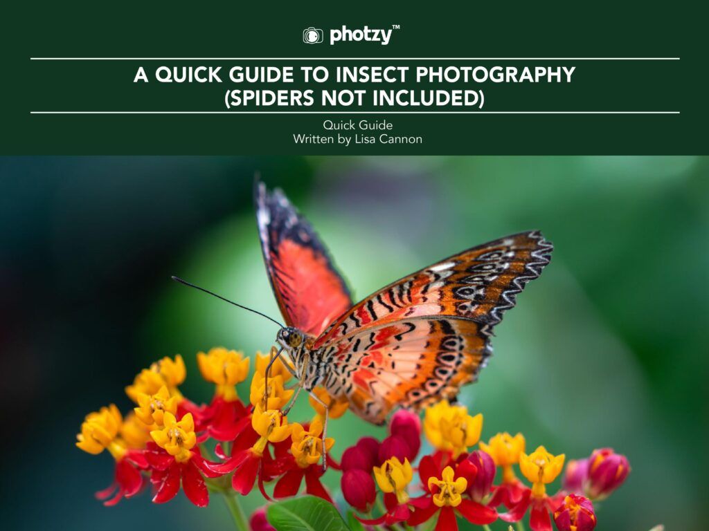 3 Guides on the Tiny World of Macro Insect Photography | Contrastly