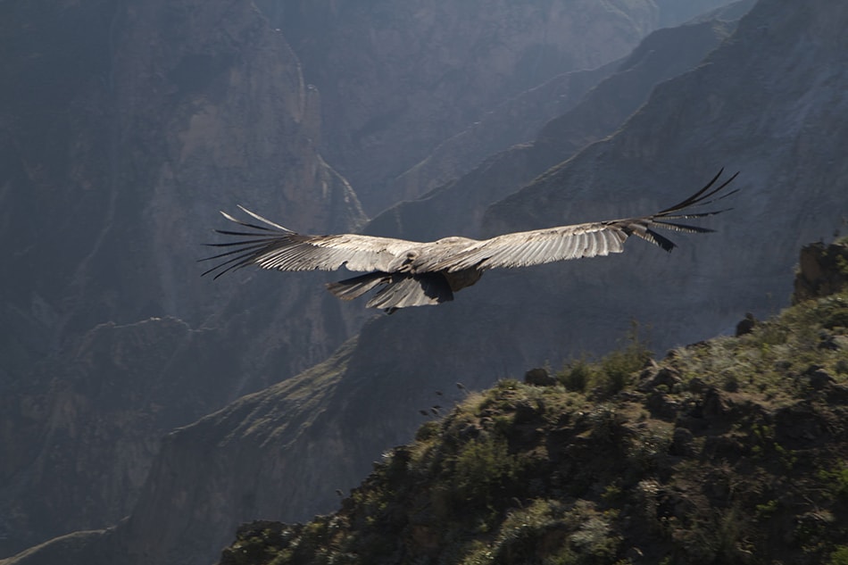 Condor