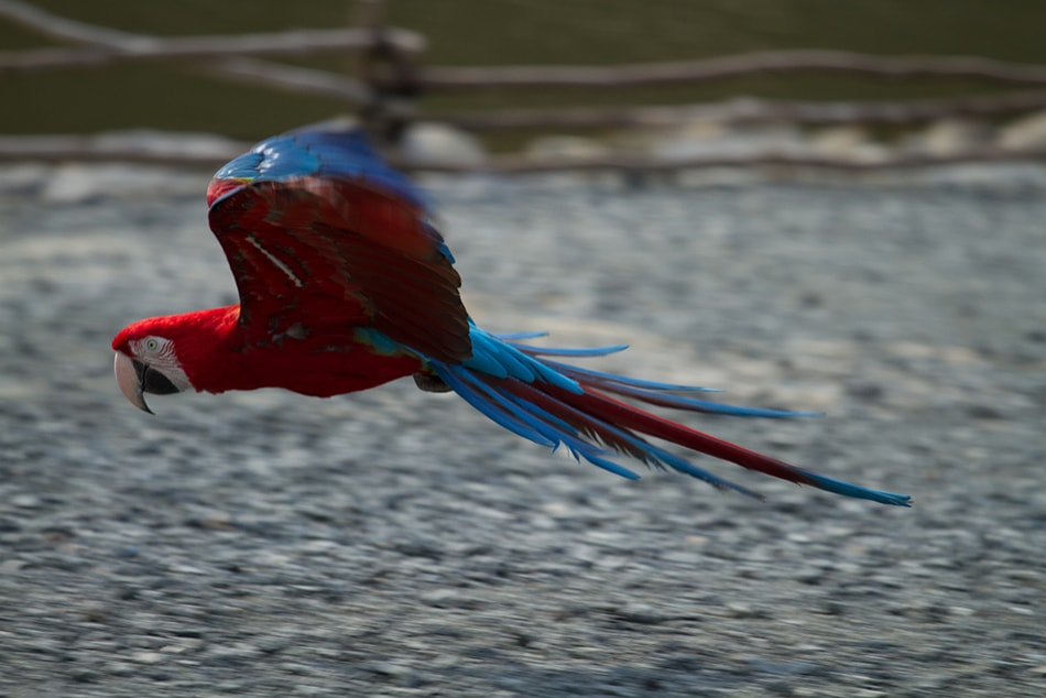 The Bird Show of Blue & Yellow Macaw