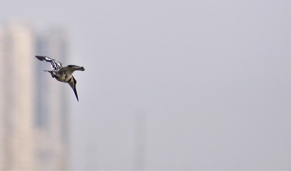 Stalking My Prey... Kingfisher