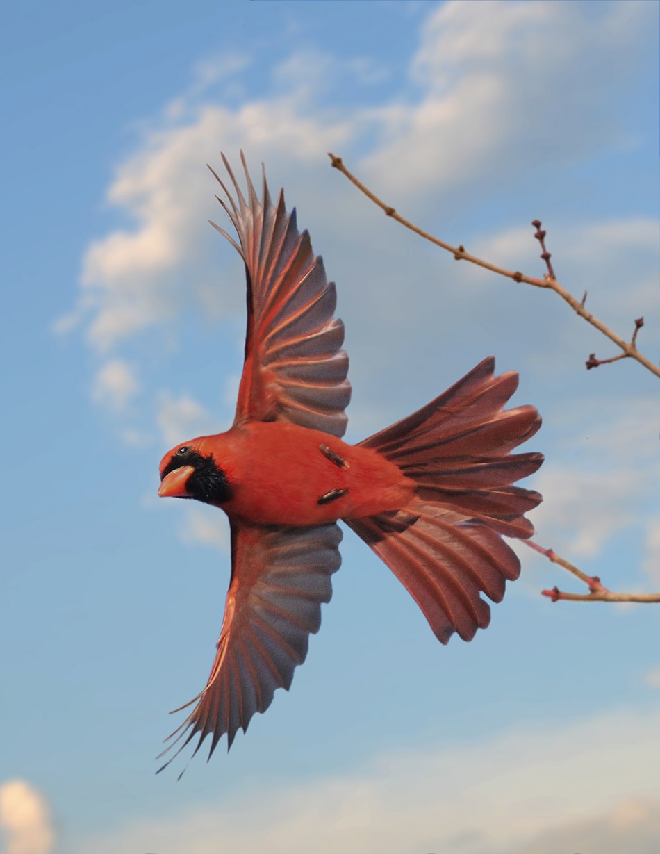 Beautiful Bird In Flight