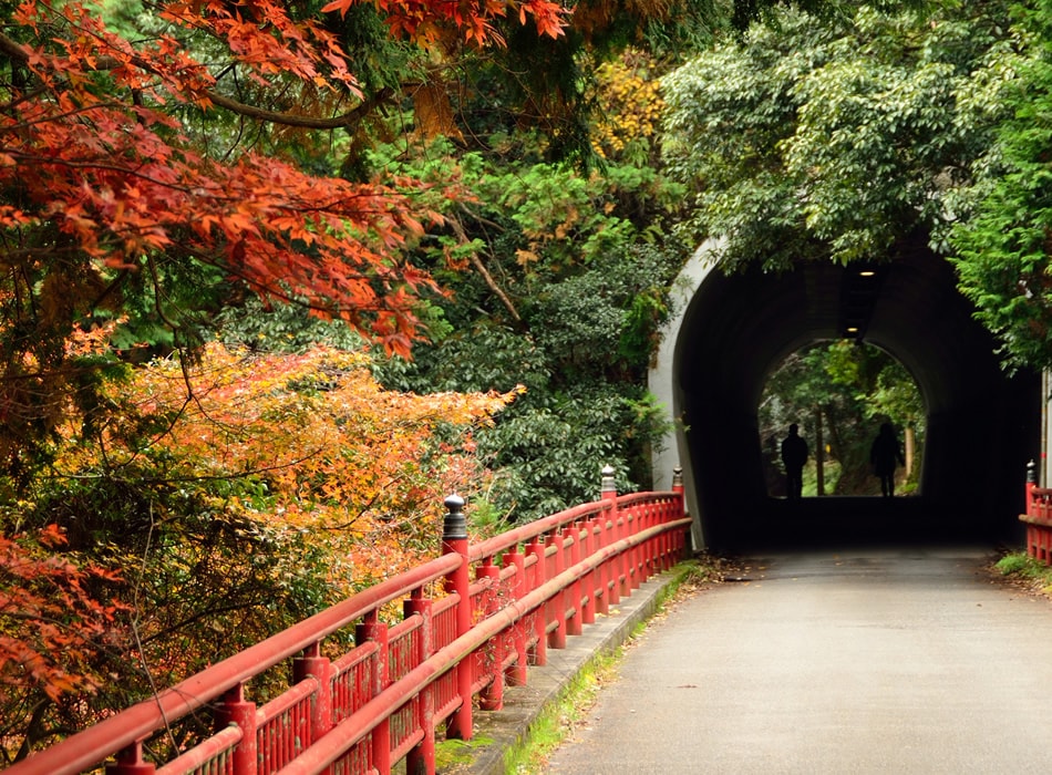 autumn foliage 2012