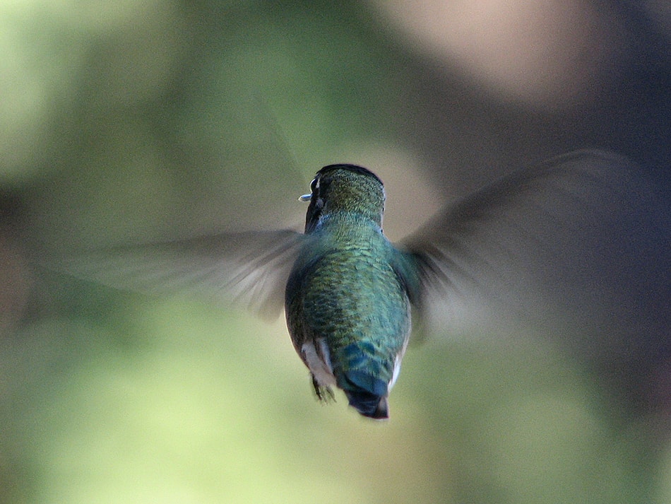 Anna's Hummingbird - Rear View