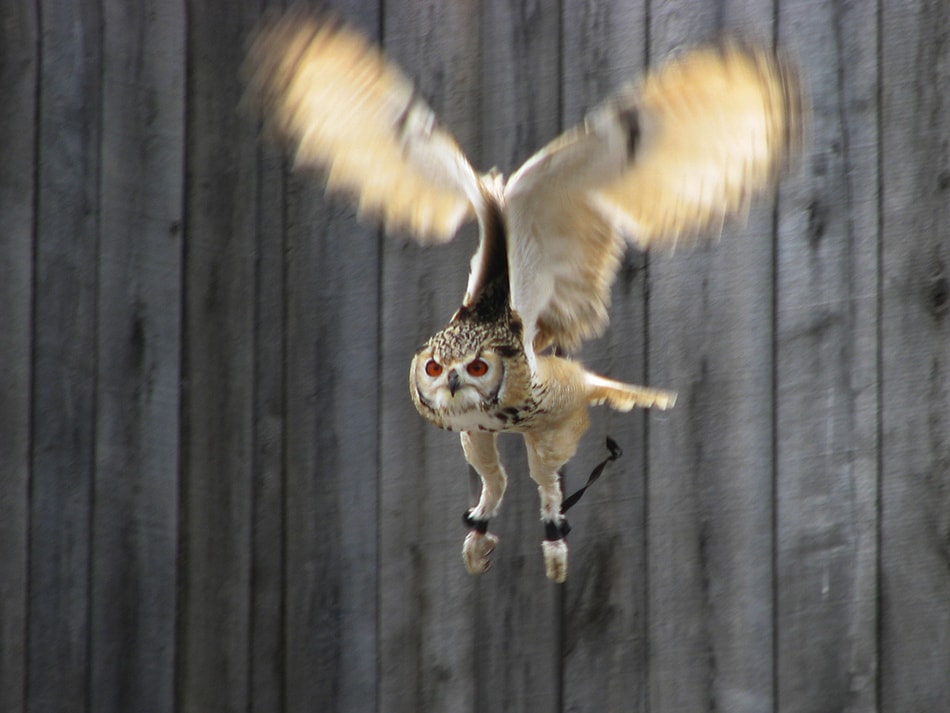 Flying Eagle Owl