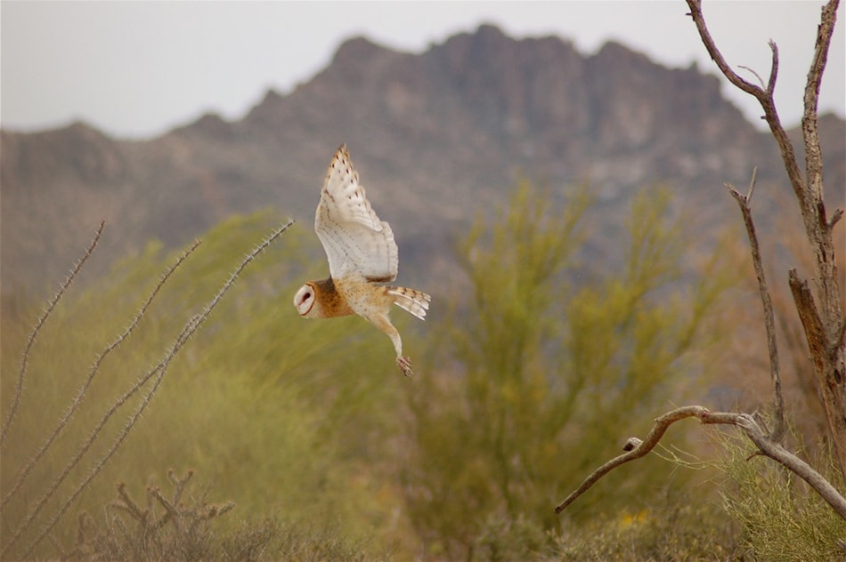 Barn Owl in Flight