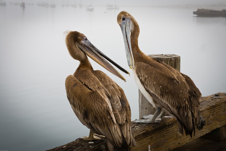 Bird Photography - Important Morning Gossip
