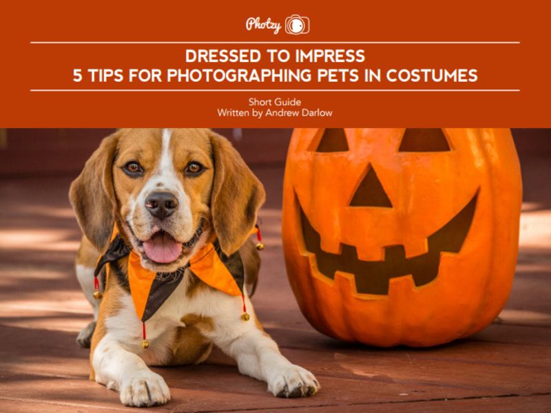 3 FREE Guides For Photographing Your Pet Contrastly(01)