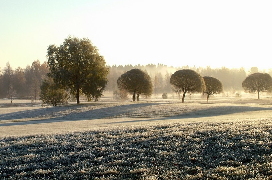 Frosty morning