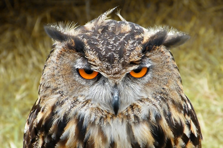 Bird Photography - Owl