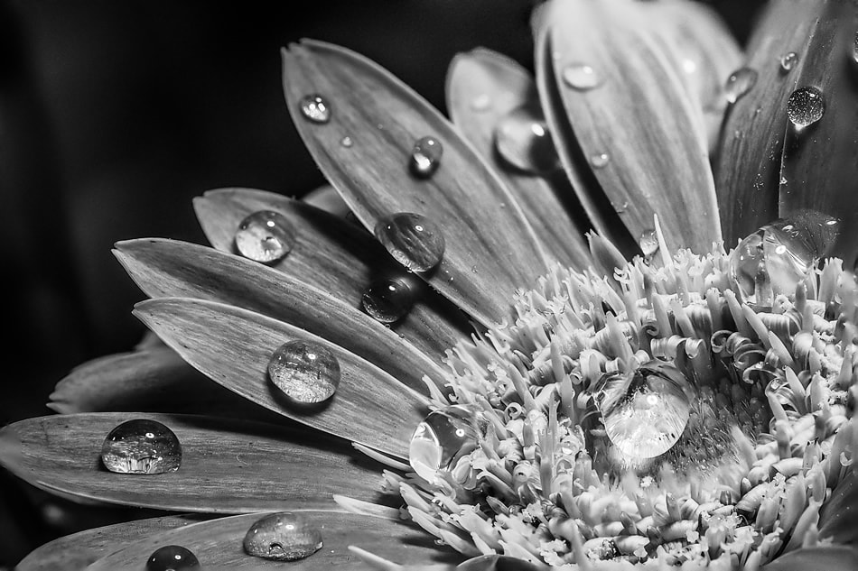 black and white photography flower