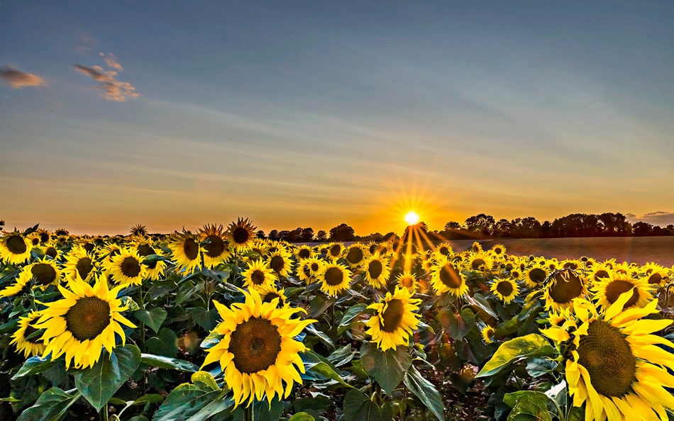 Sunflower Sunset