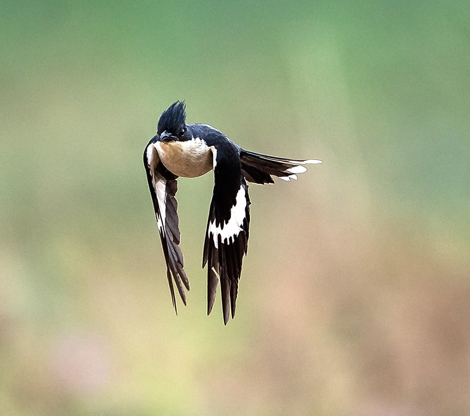 Jacobin Cuckoo