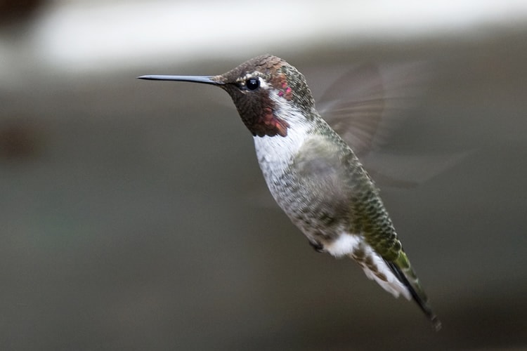 Bird Photography - Anna's Hummingbird