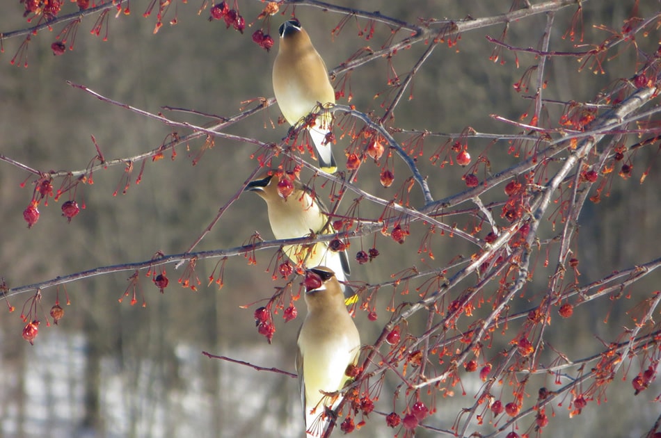 Cedar Waxwing line up