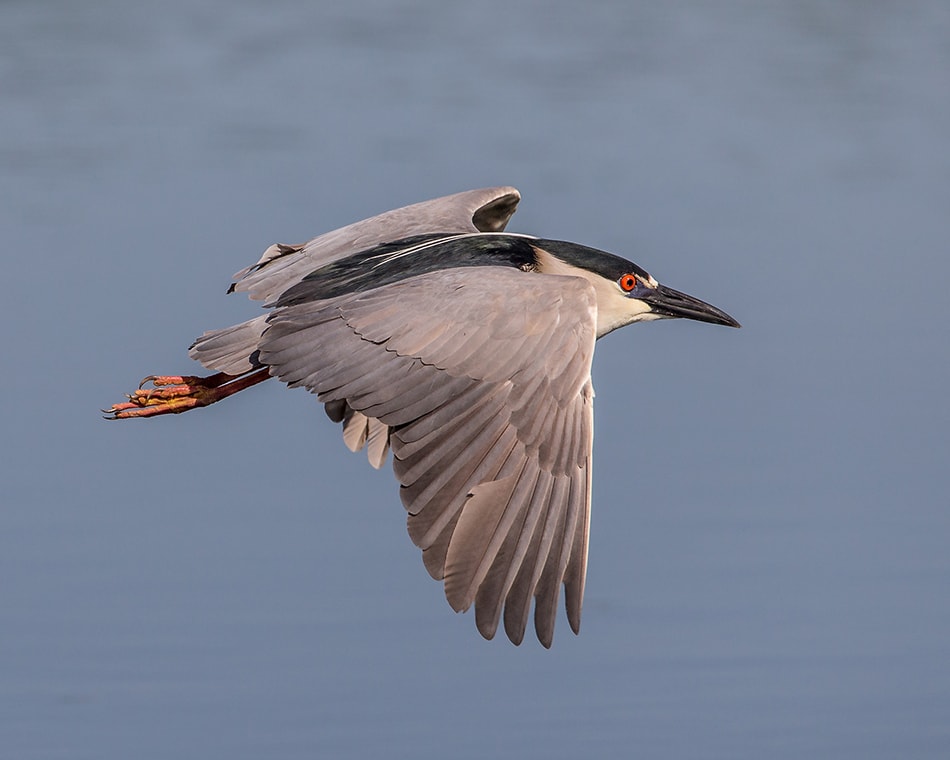 Black-crowned Night Heron