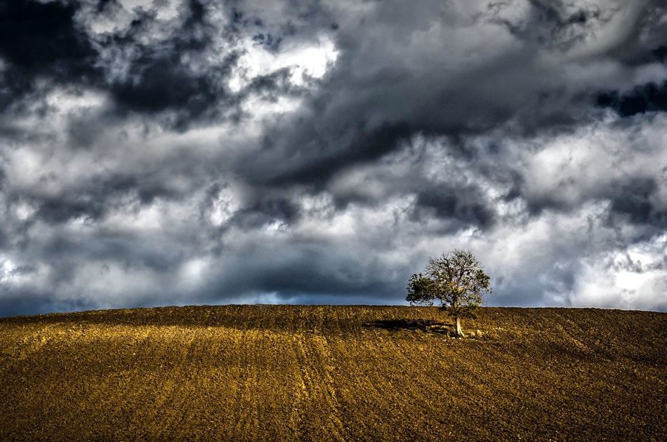 Autumn Tree