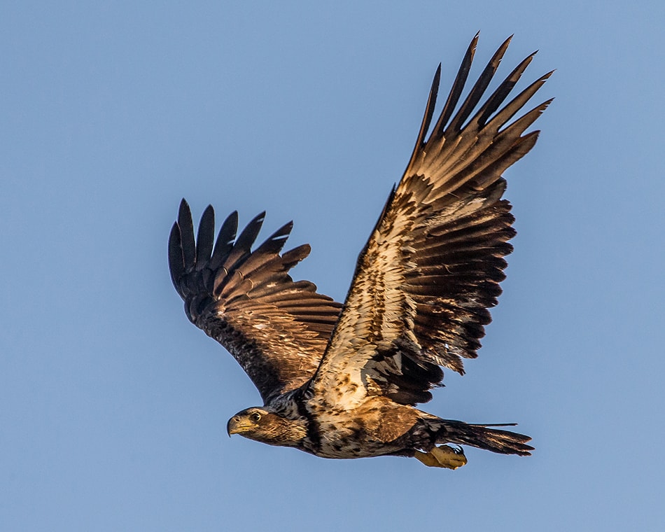 Bald Eagle