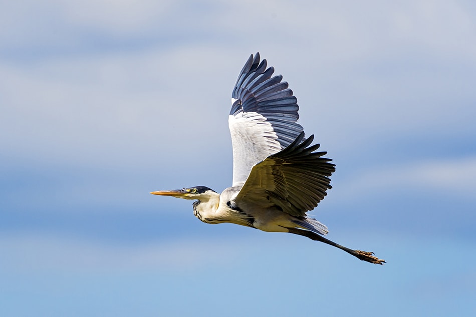 Flying Cocoi Heron