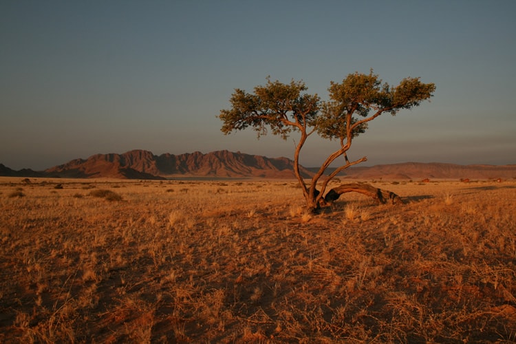 Landscape by Vernon Swanepoel