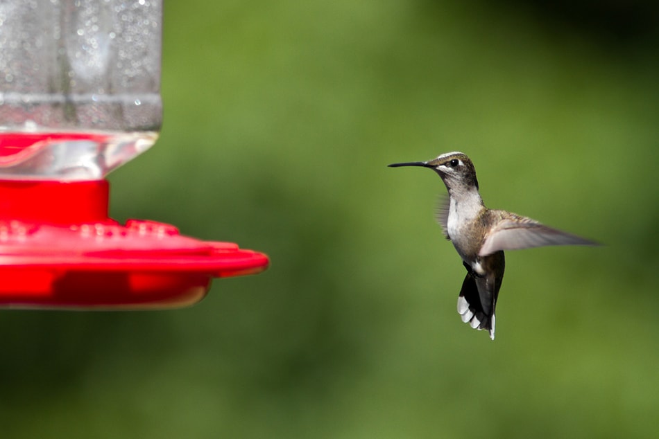 Hummingbird