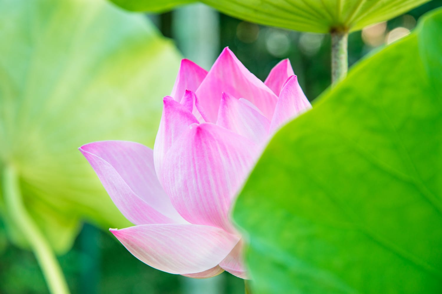 Pink Lotus Flower