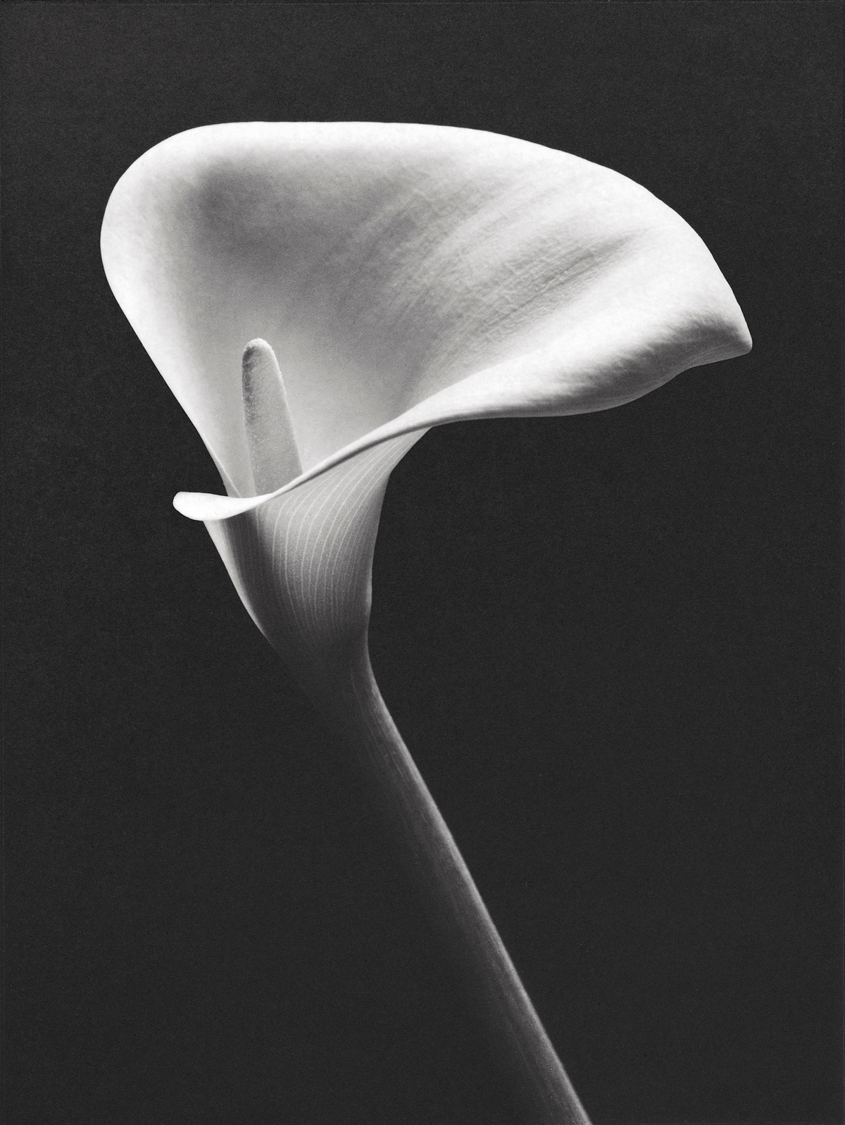 Peter Dazeley - Flower Photo