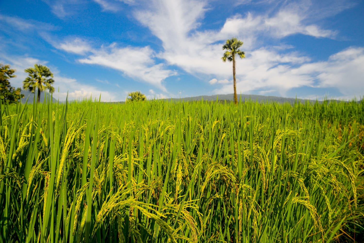 Nearly ripe rice field with blue sky