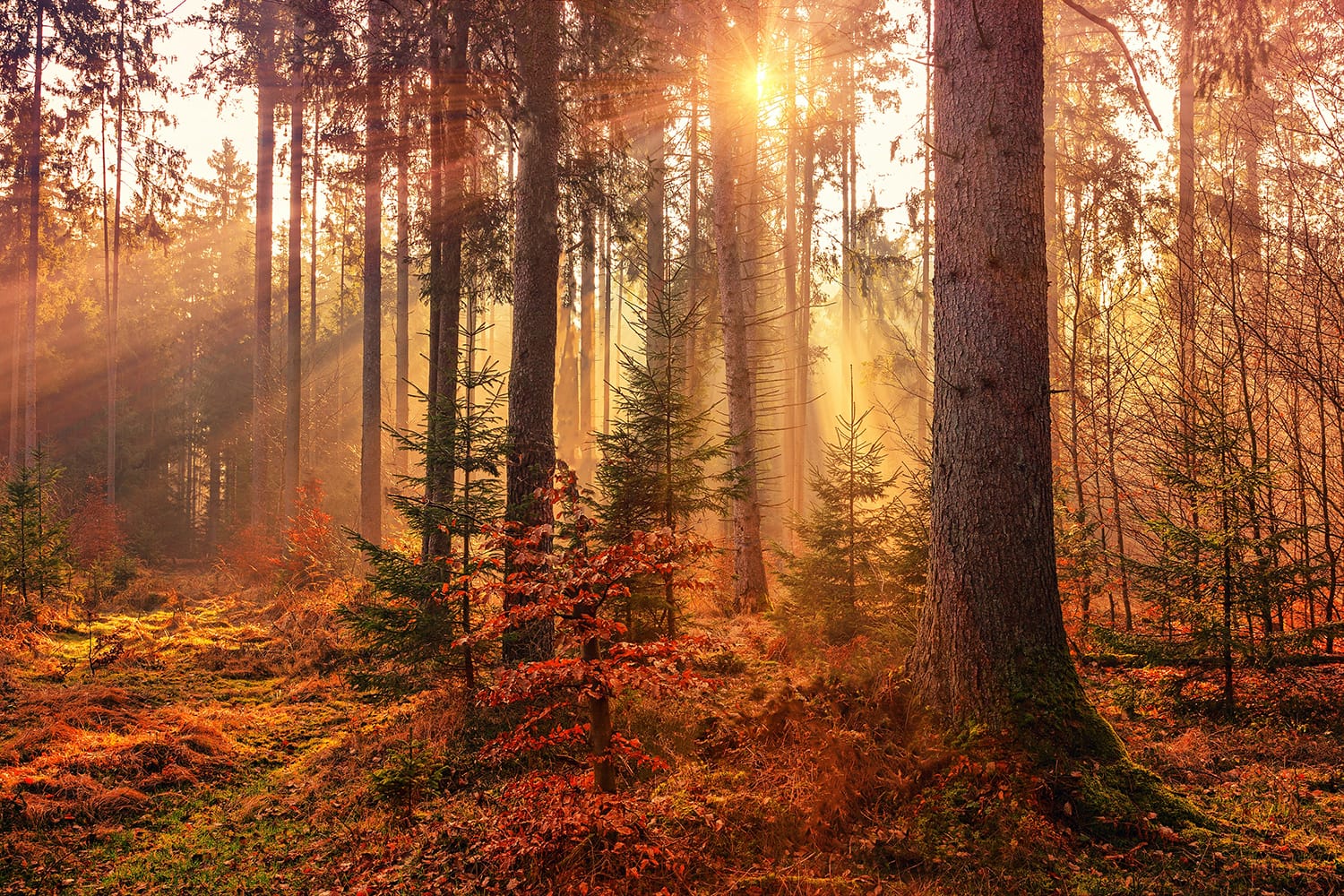 Autumn Photography: Tips & Tricks for Capturing Stunning Photographs