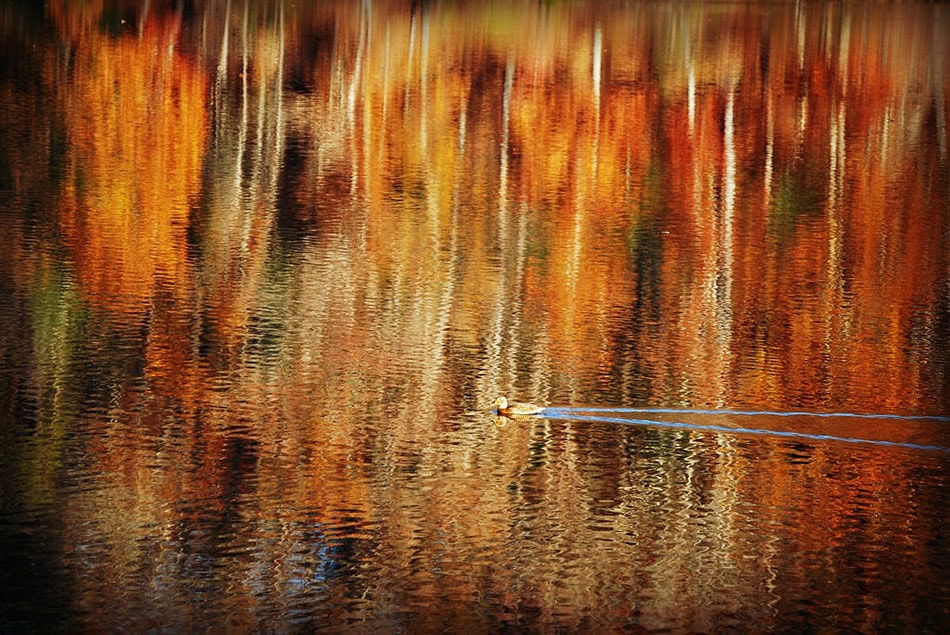 Fairy Stone Lake with duck close up