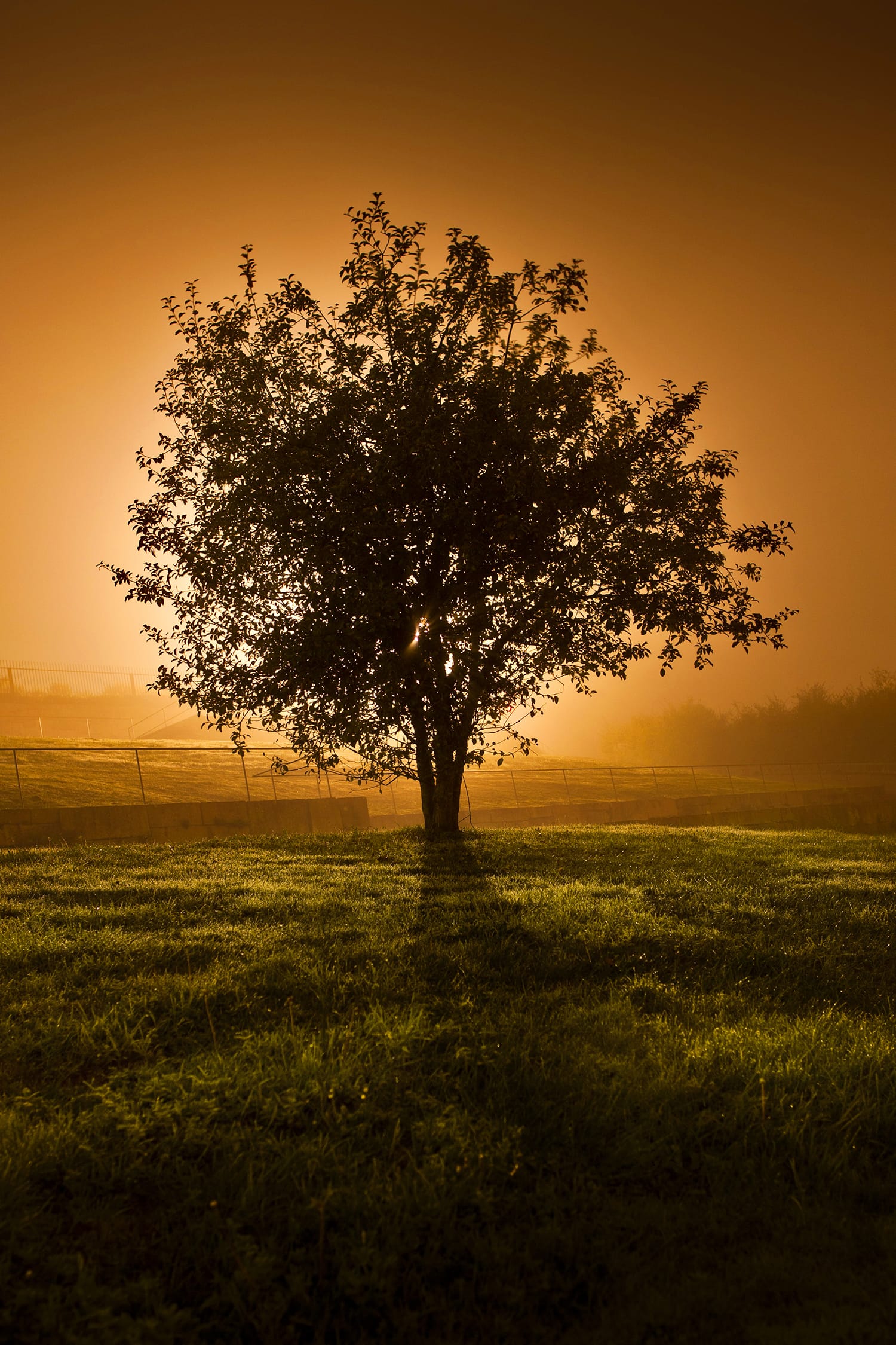 The Lone Tree