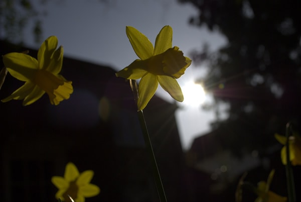 Backlit Subject