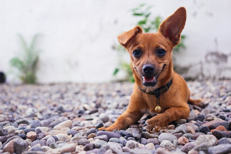 Cocotòn, the most adorable dog of Sayulita