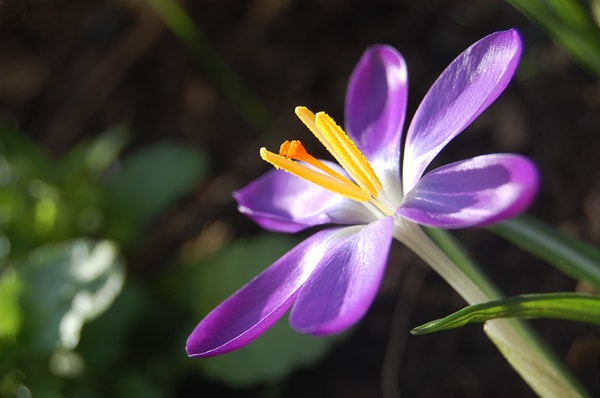 Crocus