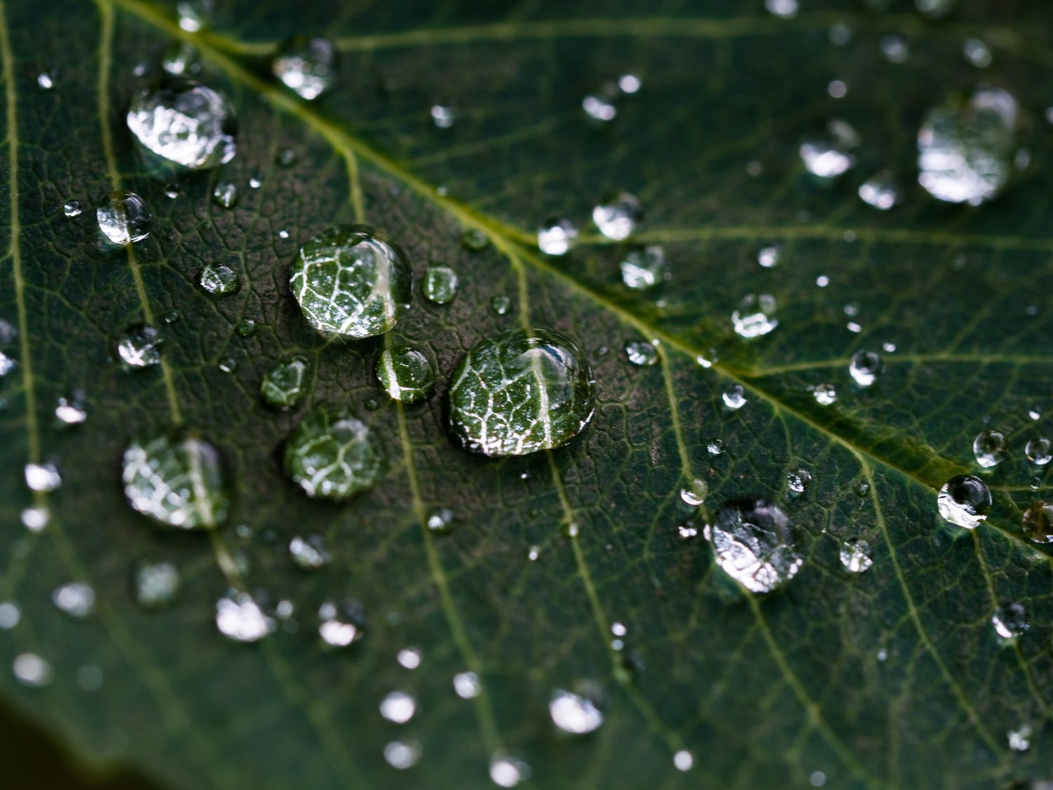 macro photo water droplets on leaf